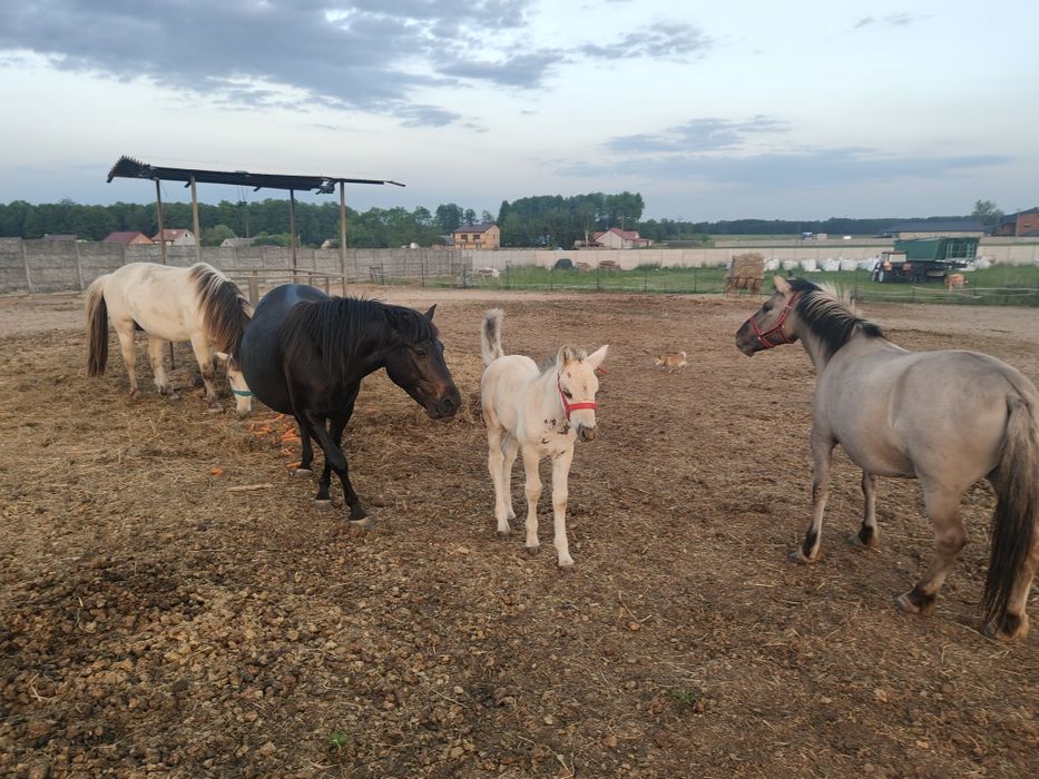 Konik polski+ źrebak
