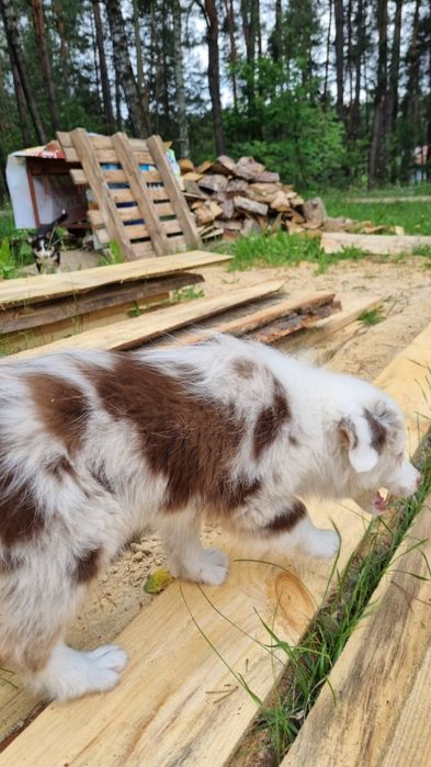 Border Collie suczka red merle