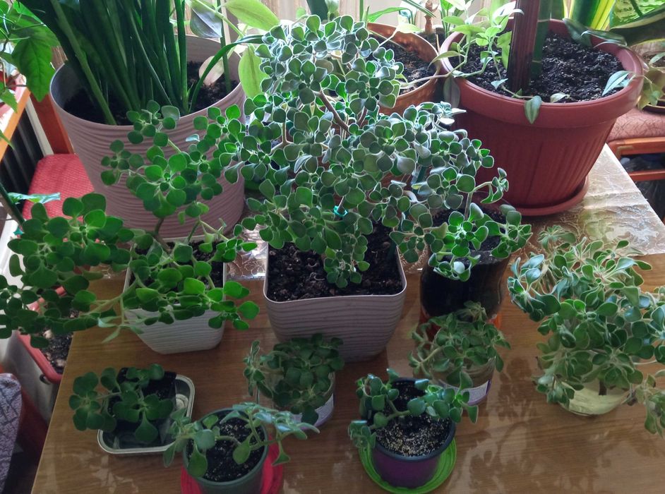 Аихризон дерево любви