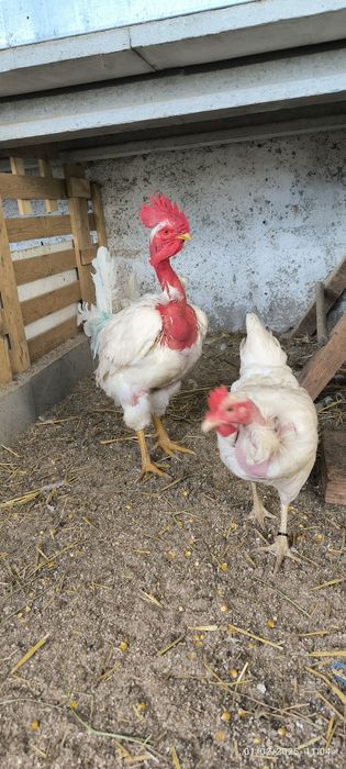 Ovos galados Branca portuguesa e Pedrez