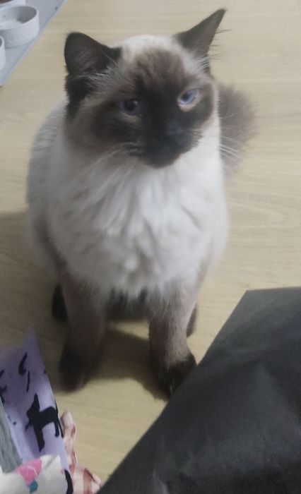 Kocur reproduktor ragdoll