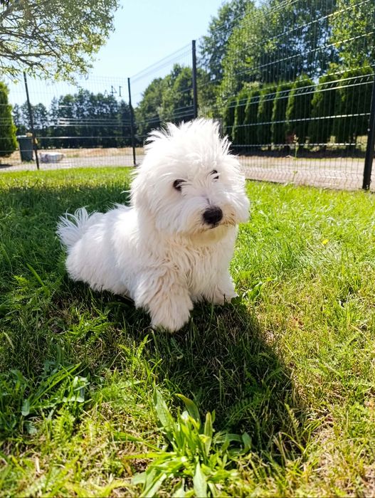 Coton de Tulear piękna suczka szczenię