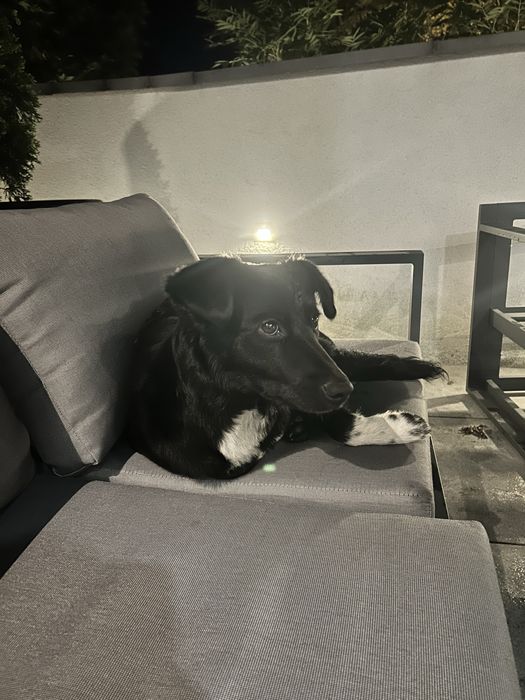 Suczka Lili 12 miesiecy