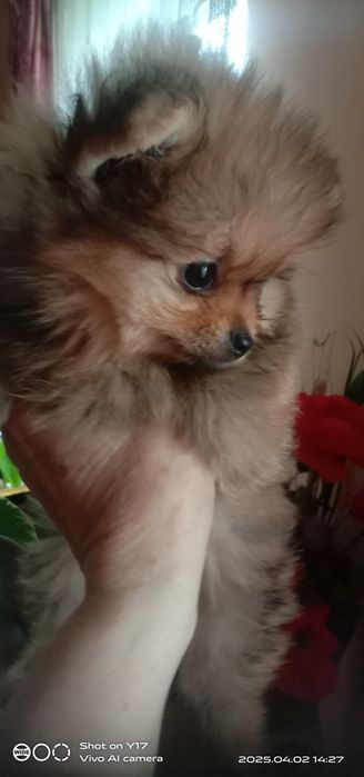 Цуценята Померанський шпіц.