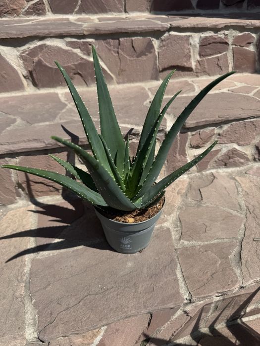 Алое стреліція монстера варієгатна кактус хавортія астрофітум вазон