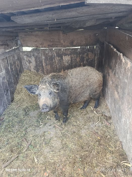 Продам Свині порода Мангали