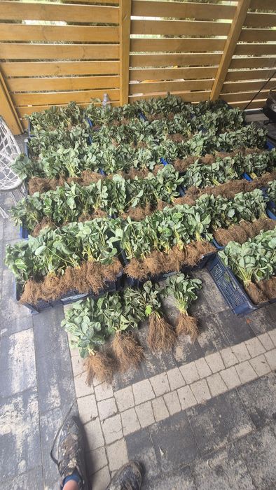 Szkółka sadzonek truskawek