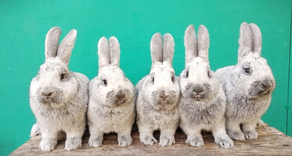Кролики Велике Світле Срібло