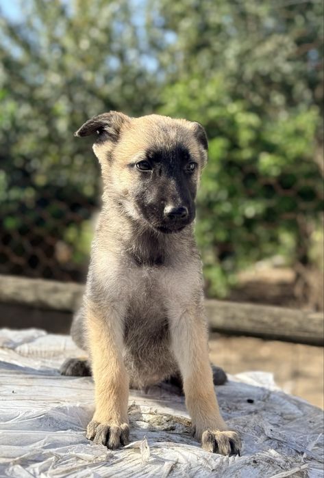 Pastor belga malinois