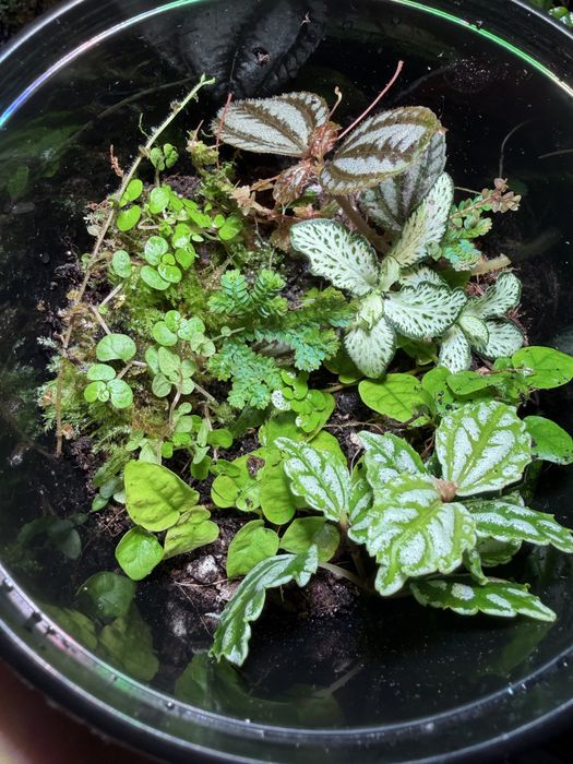 Mix roslin terrarium