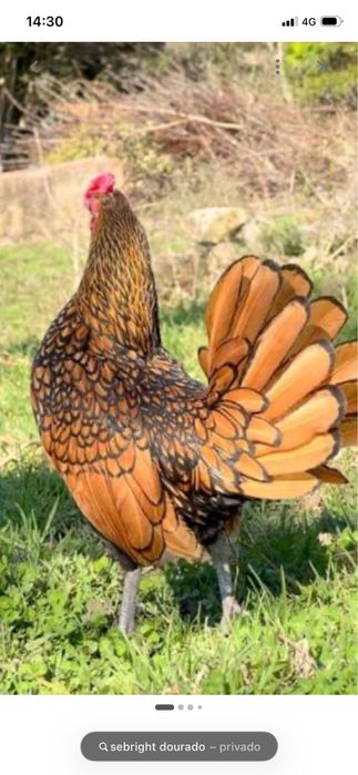 Ovos de sebright dourado