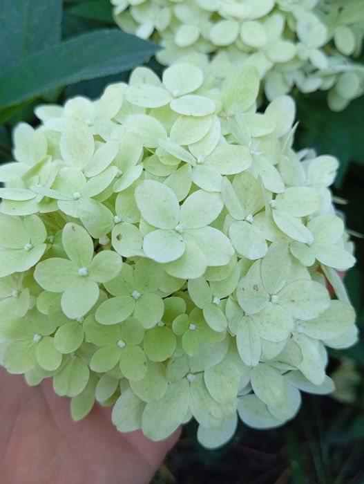 Гортензії, спірея японська