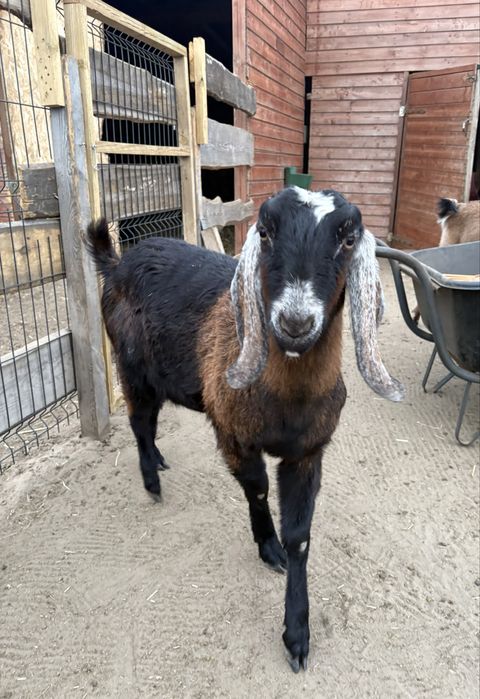 Koza Anglonubijska 2 letnia
