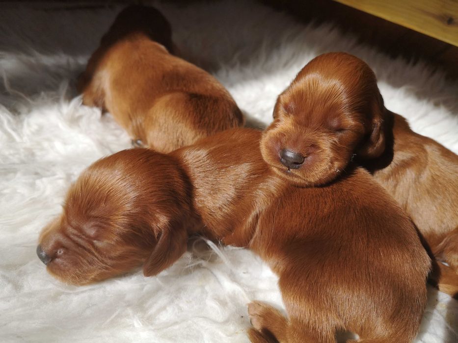 Seter Irlandzki FCI Piesek z rodowodem