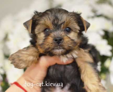 Йорки и БИВЕР Йорки! Щенки VIP-класса! Супер-мини и стандарт. Киев.