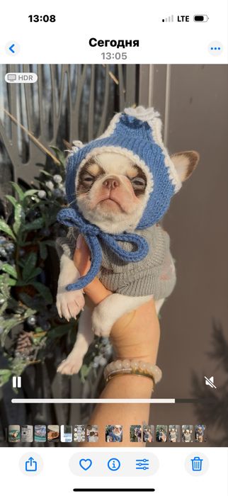 Хлопчик чіхуахуа