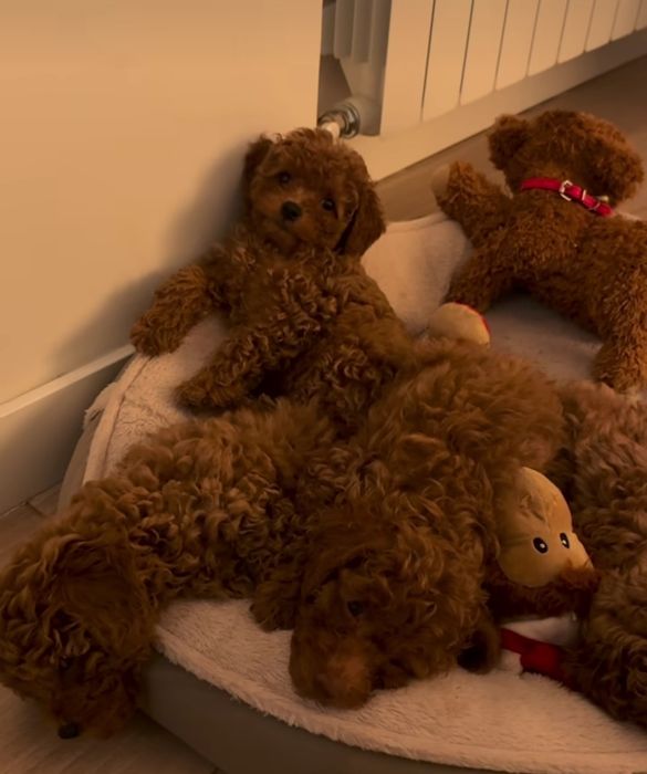 Чудові малята той пудель