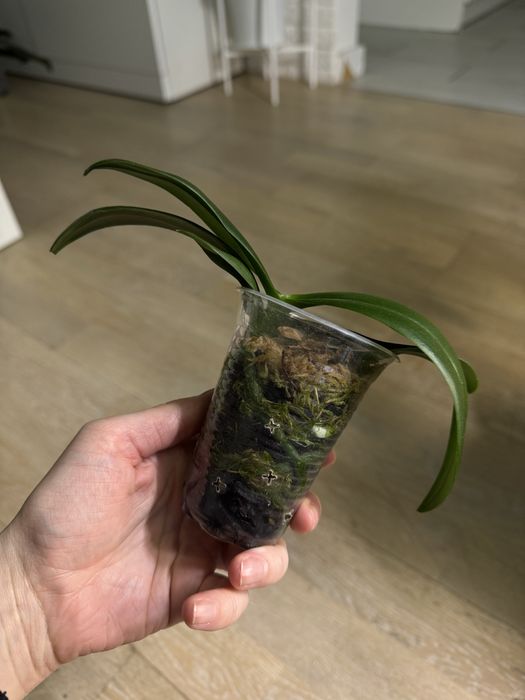 Орхідея краплини сонця, дітка ароматна, квітла