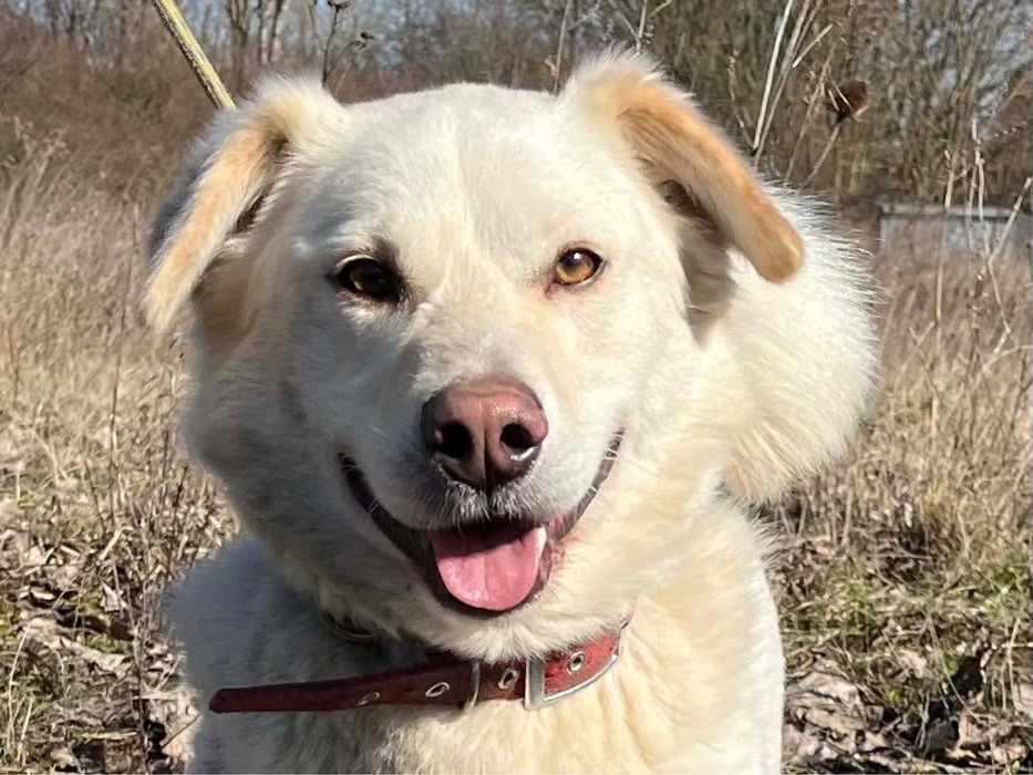 Biszkopt do adopcji Schronisko Sokołów