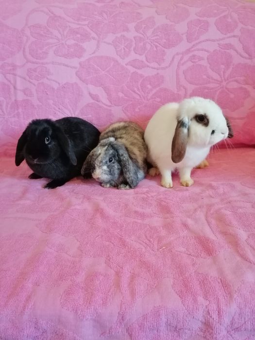 Króliczek karzełek Teddy, Lewek, Mini Lop