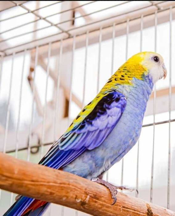 Rosela Adscitus macho