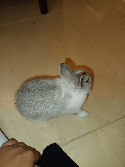 Coelhinha mini holandês