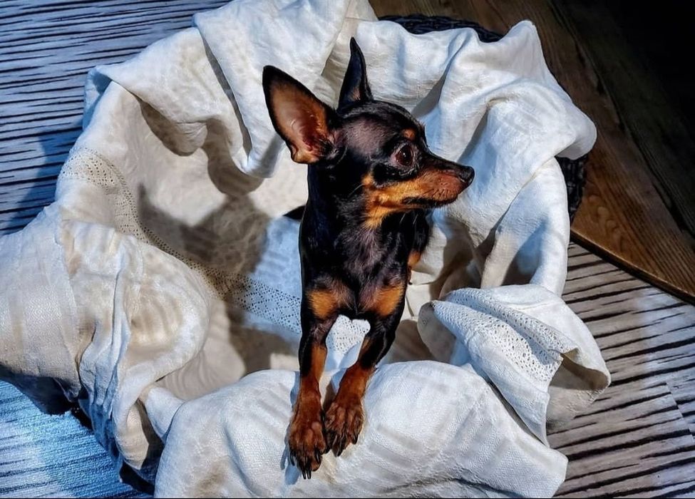 Praski Ratler Ratlerek XXS miniaturka (nie pinczer miniaturowy) mini