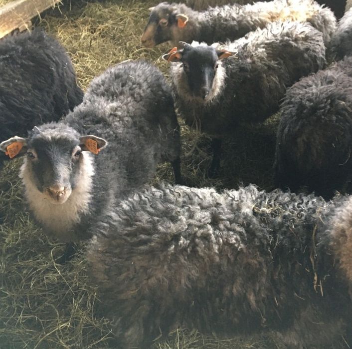 Owce, jagnięta, Wrzosówka, tryk