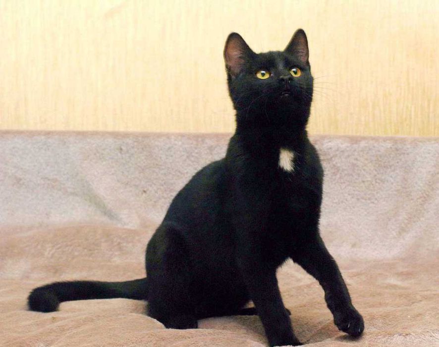 Гарний грайливий котик Франциско чекає на кото-батьків (4 міс.). Кот