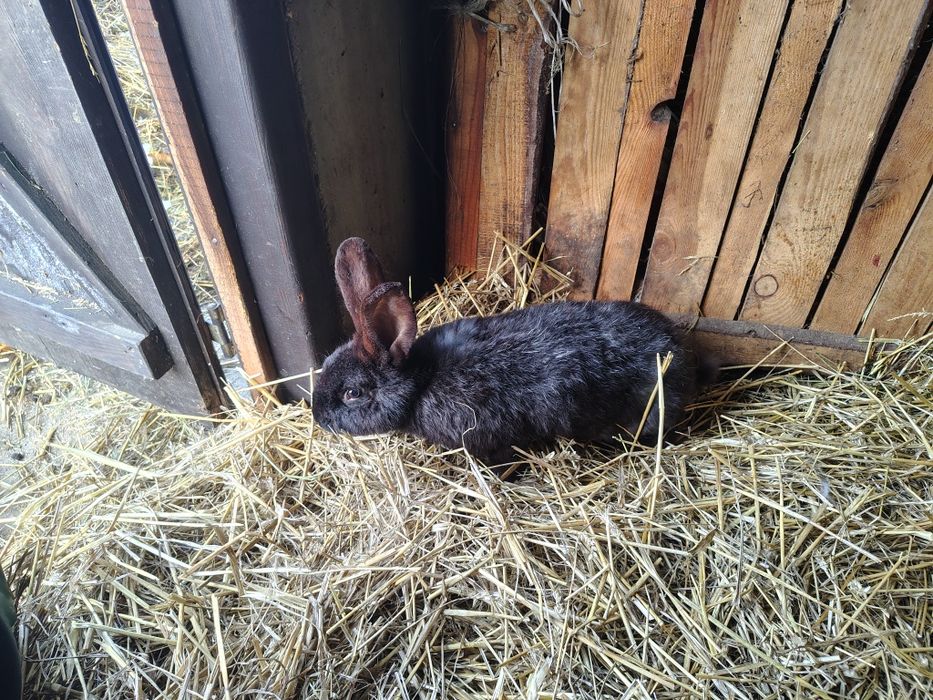 Sprzedam Króliki samce