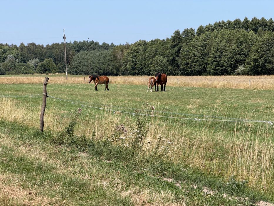 Działka Gajewniki