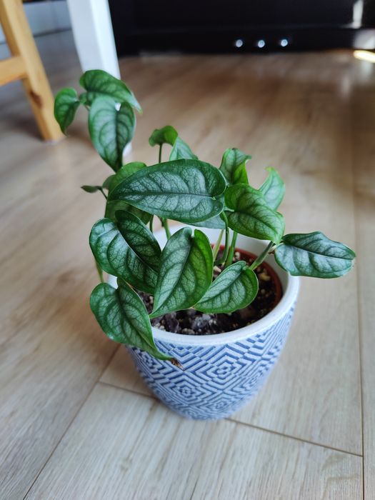 Monstera siltepecana aż 6 pędów w doniczce mega gęsta