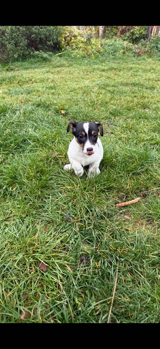 Juck Russell Terrier