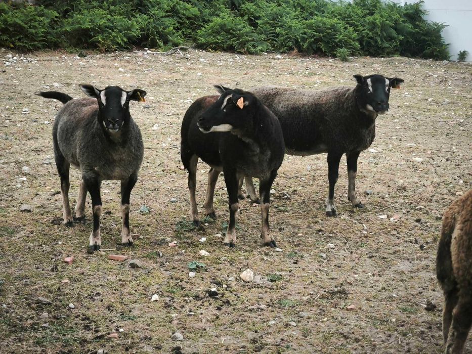 Ovelhas texel cabeça texugo