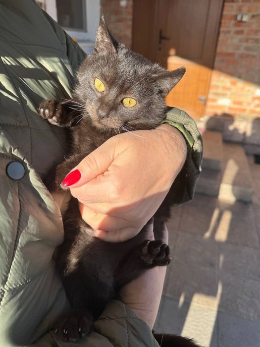 Віддам в добрі руки