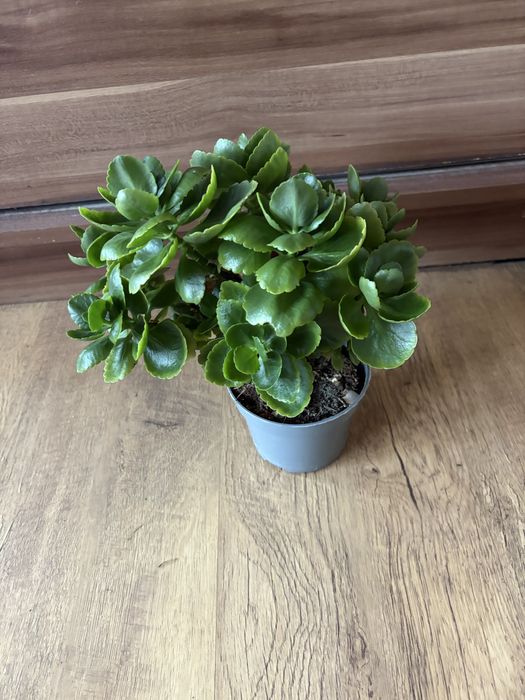Kalanchoe Kwitnący