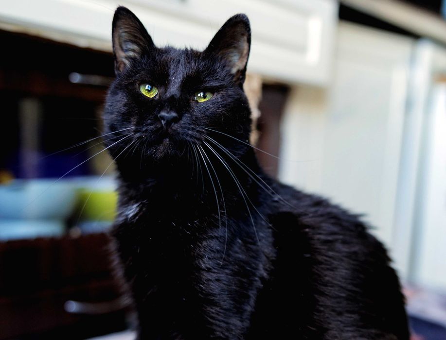 Душа компанії - котусік Філ засидівся в притулку, лагідний та ніжний