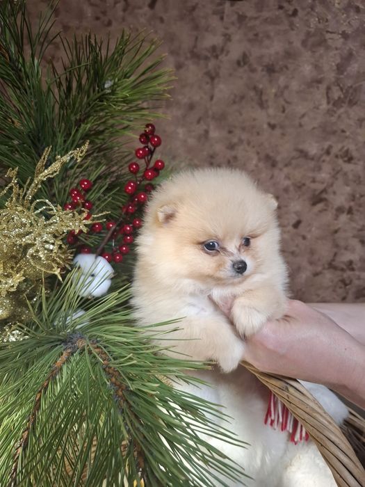 Продажа малышей к праздникам.