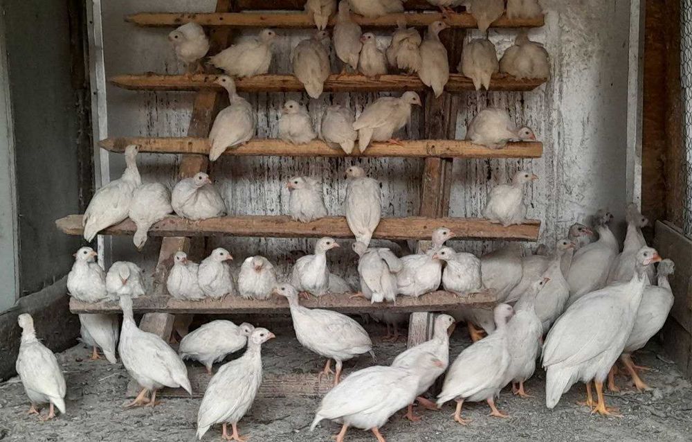 Продам цесарят разных возрастов. Цесарки