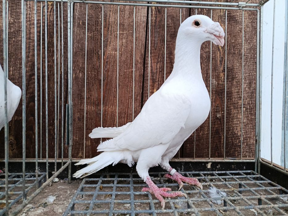 Rzeszowskie rzeszowski białe