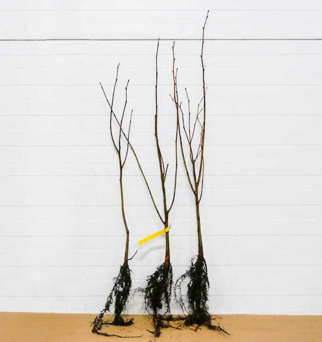 Lipa drobnolistna sadzonki z gruntu