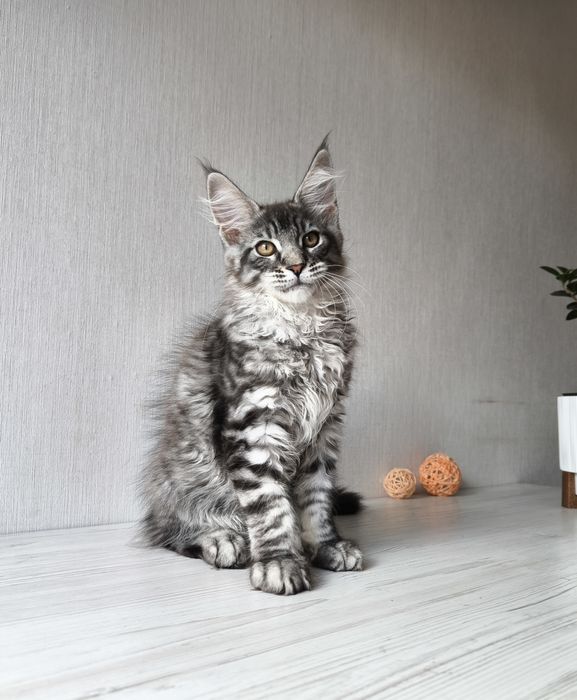Мейн кун. Мальчик!