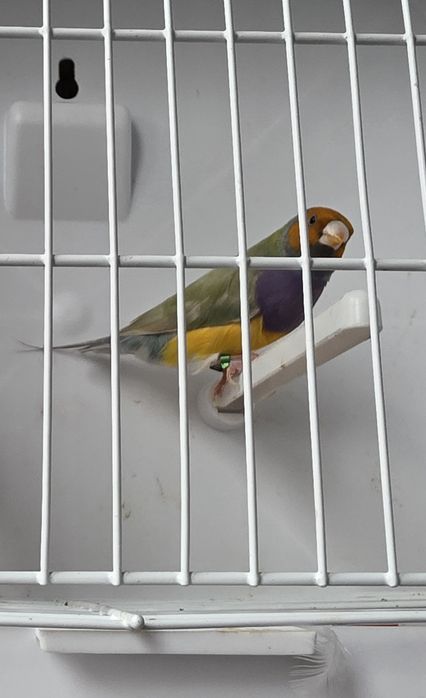 Vendo diamante gould