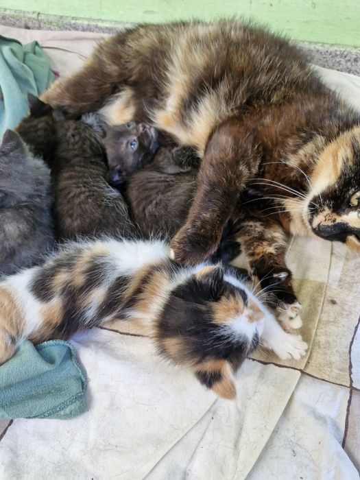 Кошенята шуають дім