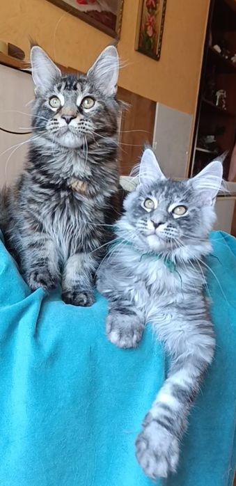 Котята породы Мейн Кун