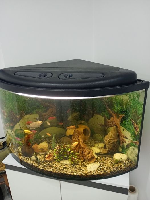 Акваріум кутовий