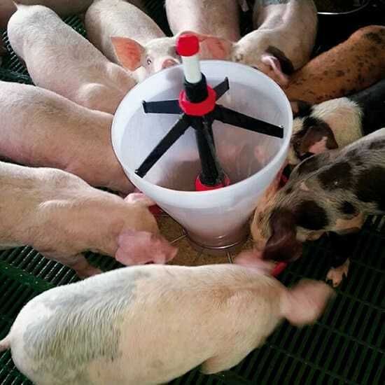 Dokarmiacz dla prosiąt Maxi Hopper