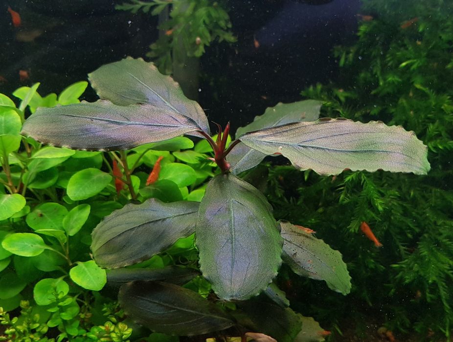 Roślinki Bucephalandra.