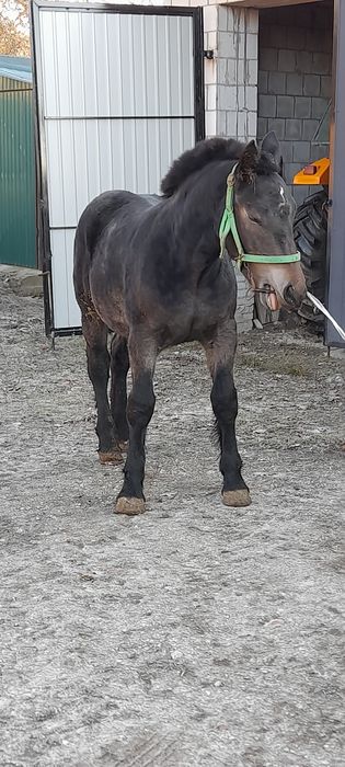 Zrebica zimnokrwista