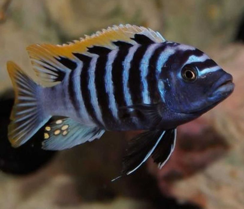 Cynotilapia Zebroides MACHO